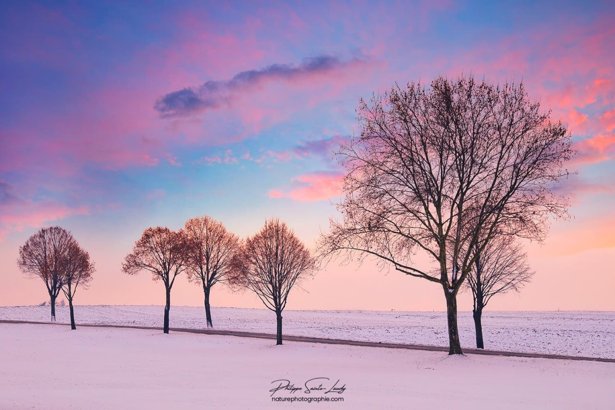 Ciel coloré en hiver avec des arbres en premier plan