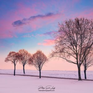 Ciel coloré en hiver avec des arbres en premier plan