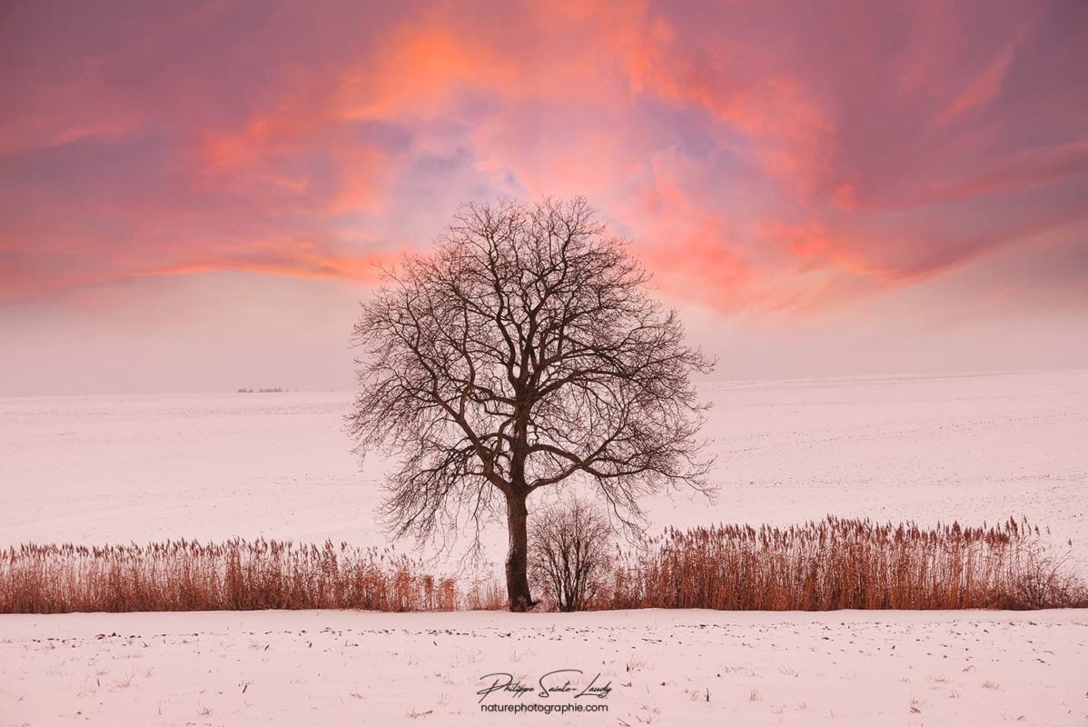 Un arbre en hiver au coucher de soleil