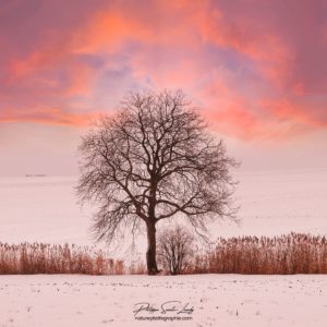 Un arbre en hiver au coucher de soleil