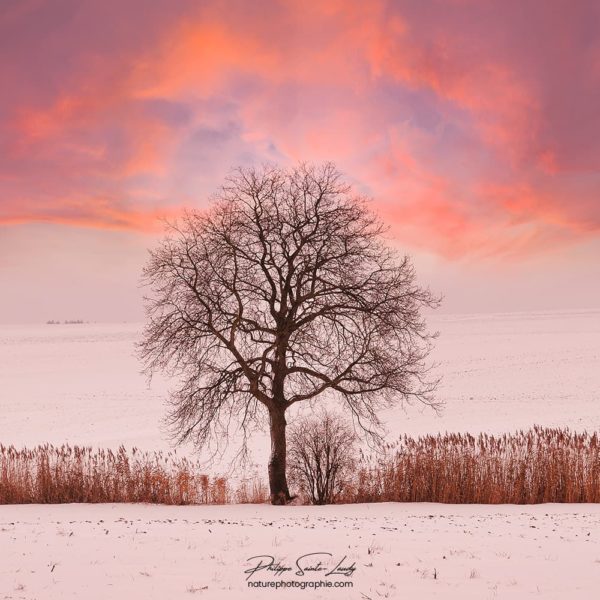 Un arbre en hiver au coucher de soleil