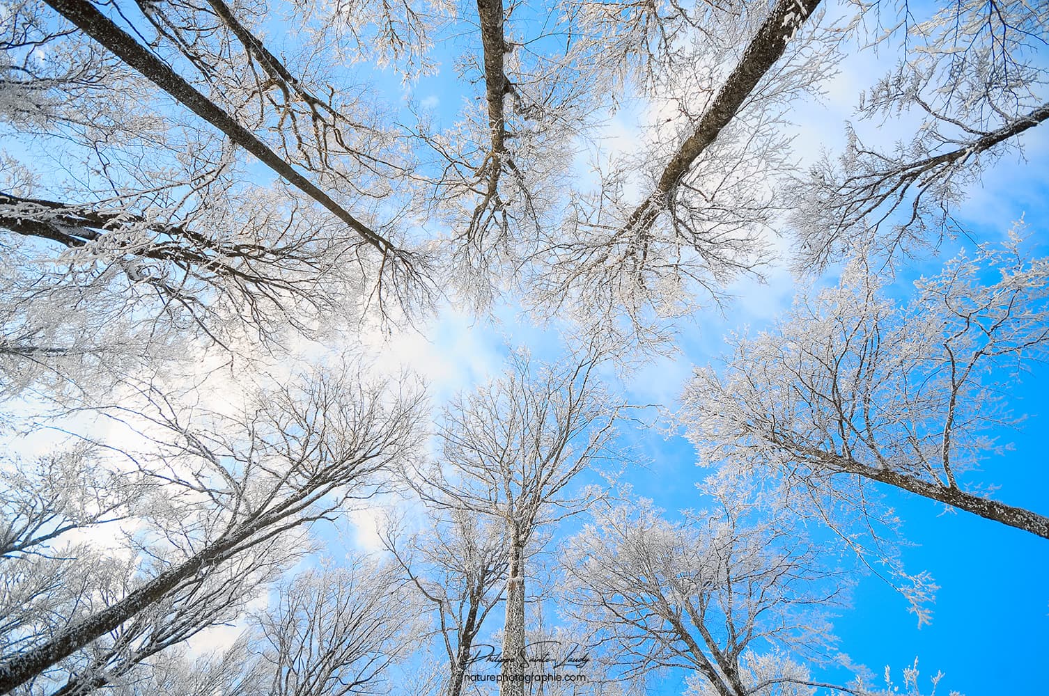 Arbres gelés en contre-plongé sur fond de ciel bleu