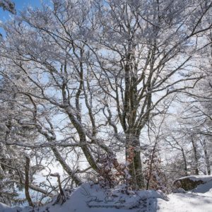 Across the Sky Un arbre en hiver