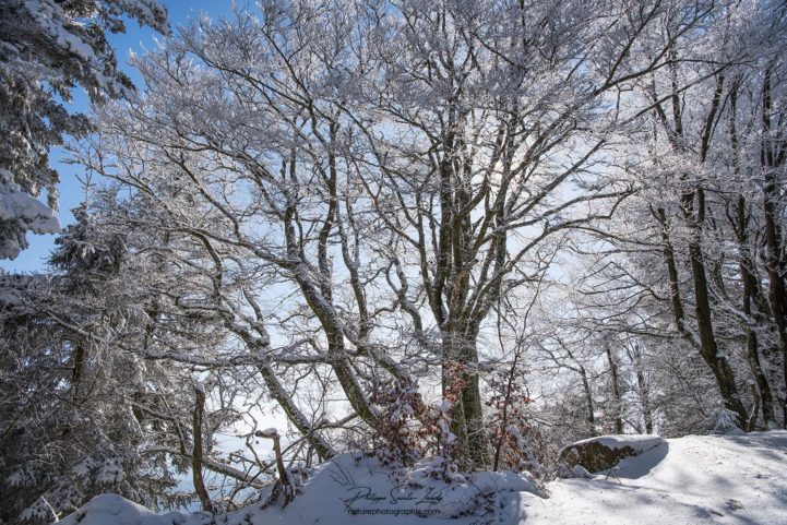 Un arbre en hiver