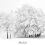 Forêt blanche