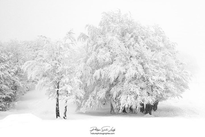 Forêt blanche