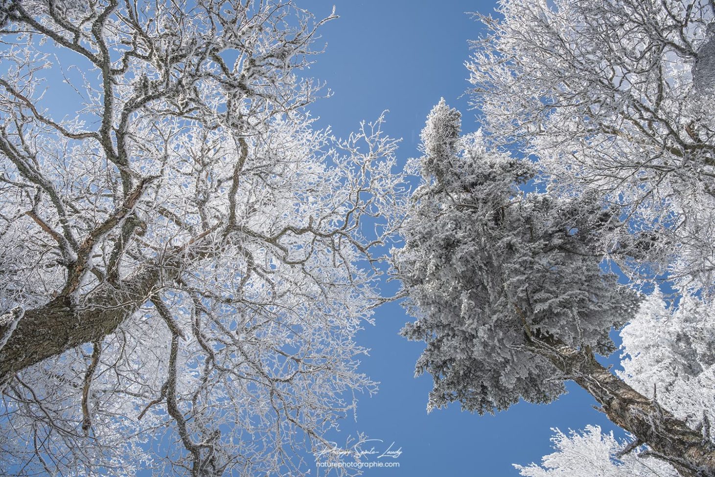 Des arbres contre le ciel