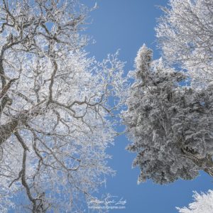 Against Blue Des arbres contre le ciel