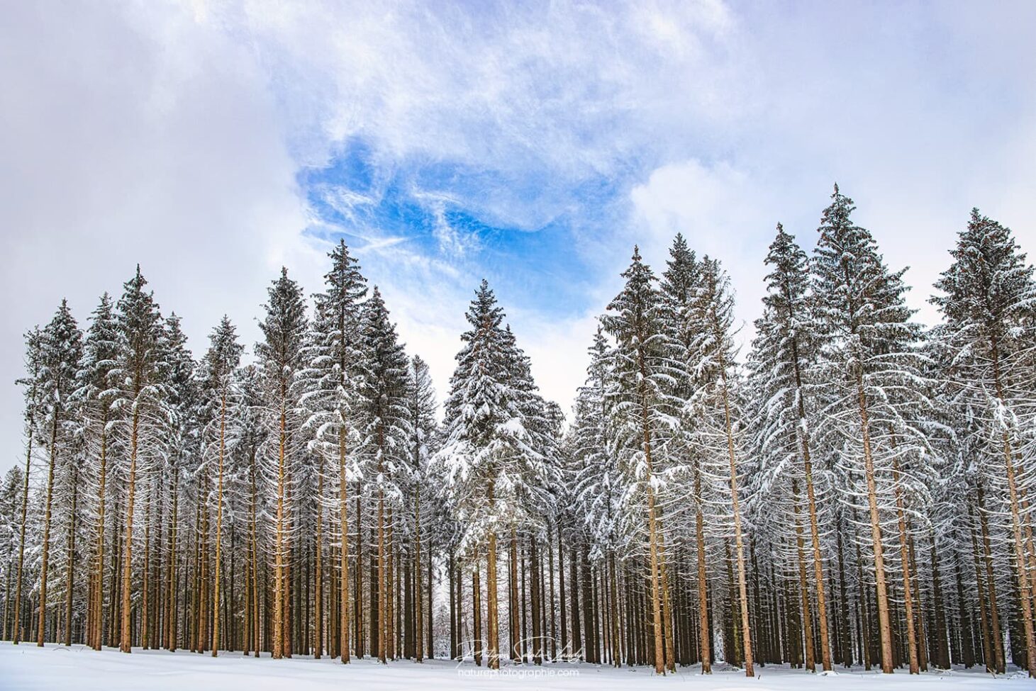 Le ciel s'éclaircit au-dessus d'une forêt de sapins