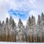 Le ciel s'éclaircit au-dessus d'une forêt de sapins