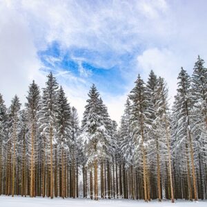 Blue Wink Le ciel s'éclaircit au-dessus d'une forêt de sapins