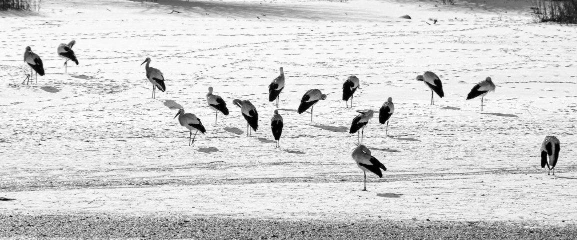 cigognes en hiver