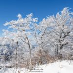 Bosquet d'arbres gelés