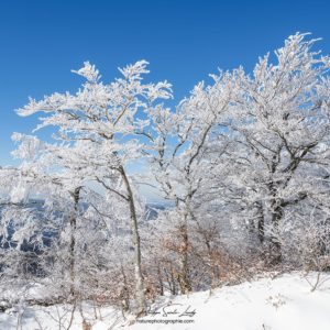 Cold & Crisp Bosquet d'arbres gelés