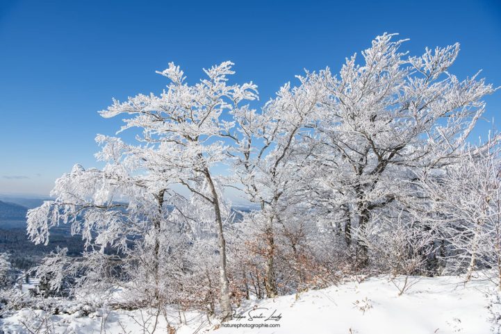 Bosquet d'arbres gelés