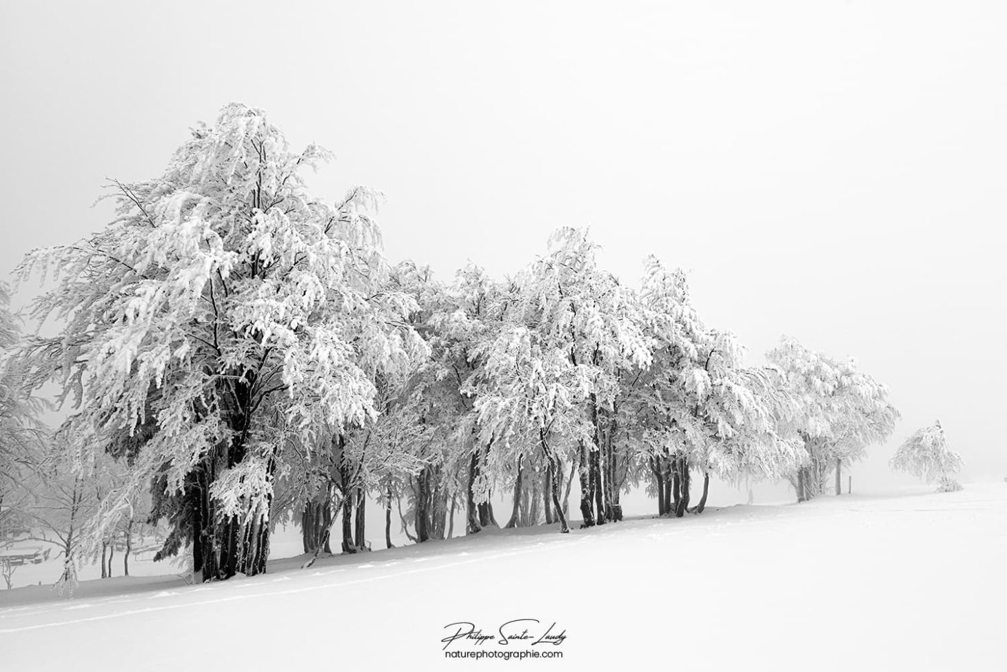 Plusieurs arbres enneigés