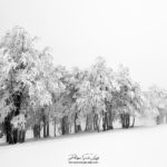 Plusieurs arbres enneigés