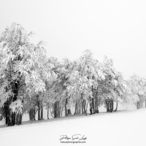 Plusieurs arbres enneigés