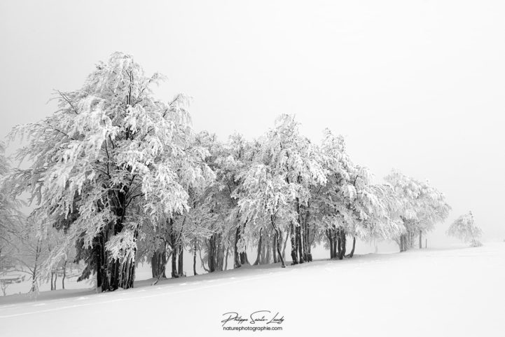 Plusieurs arbres enneigés