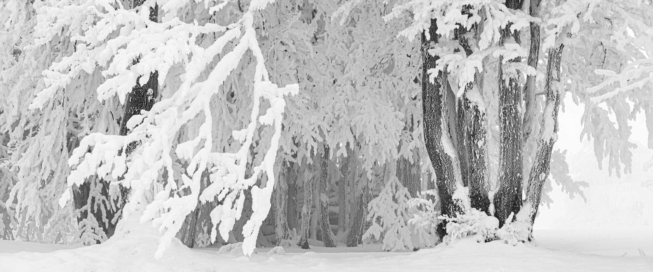 Des arbres sous la neige