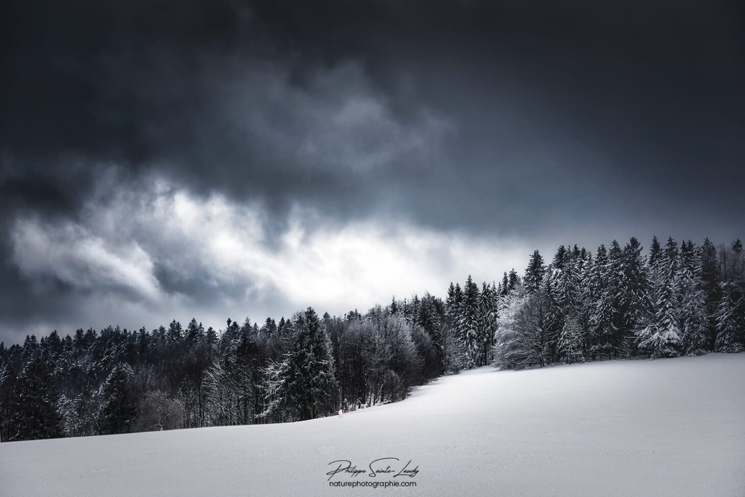 Ciel nuageux au-dessus d'une forêt de sapins