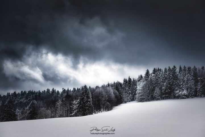 Ciel nuageux au-dessus d'une forêt de sapins