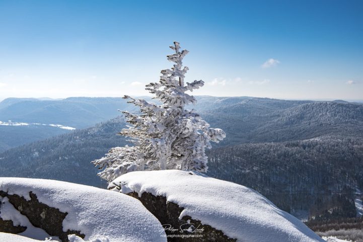 Petit sapin en gros plan