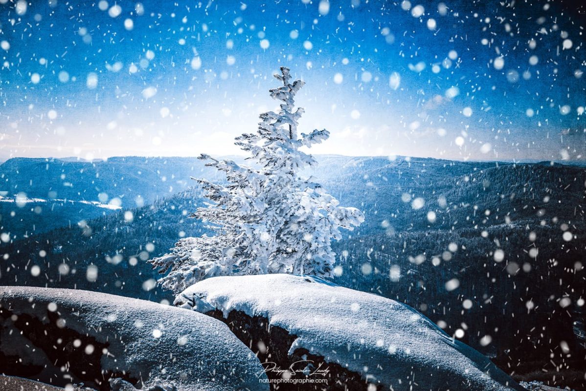 Un sapin sous la neige