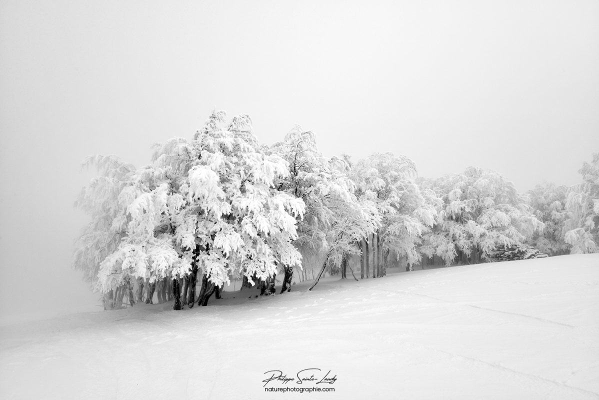 Rangée d'arbres en hiver