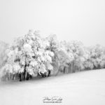 Rangée d'arbres en hiver