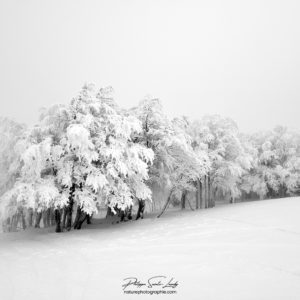 Rangée d'arbres en hiver