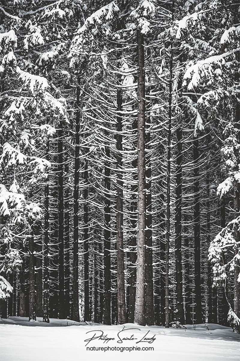 Sapins dégarnis