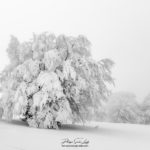 Arbre gelé et recouvert de neige