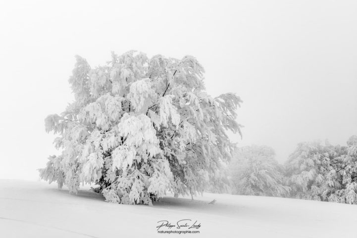 Arbre gelé et recouvert de neige