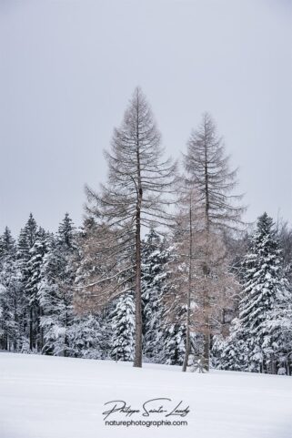 Sapins isolés