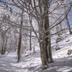 Balade en forêt en hiver