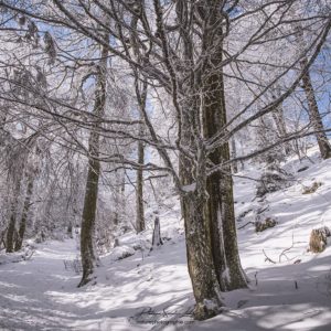 In the White Forest Balade en forêt en hiver