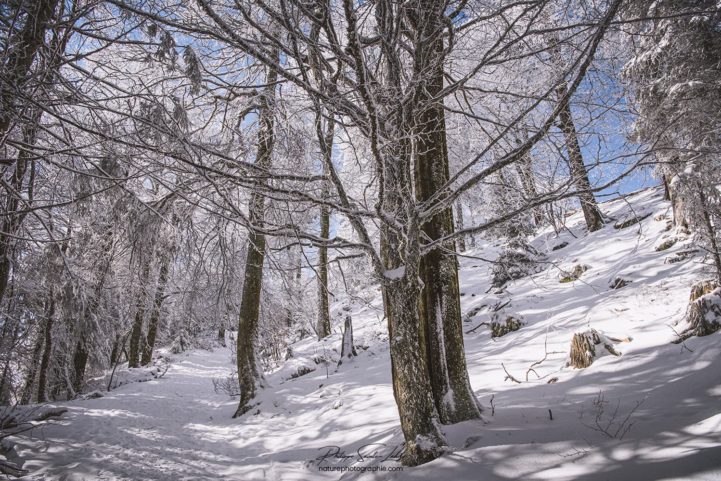 Balade en forêt en hiver