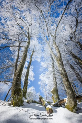 Cimes des arbres enneigés