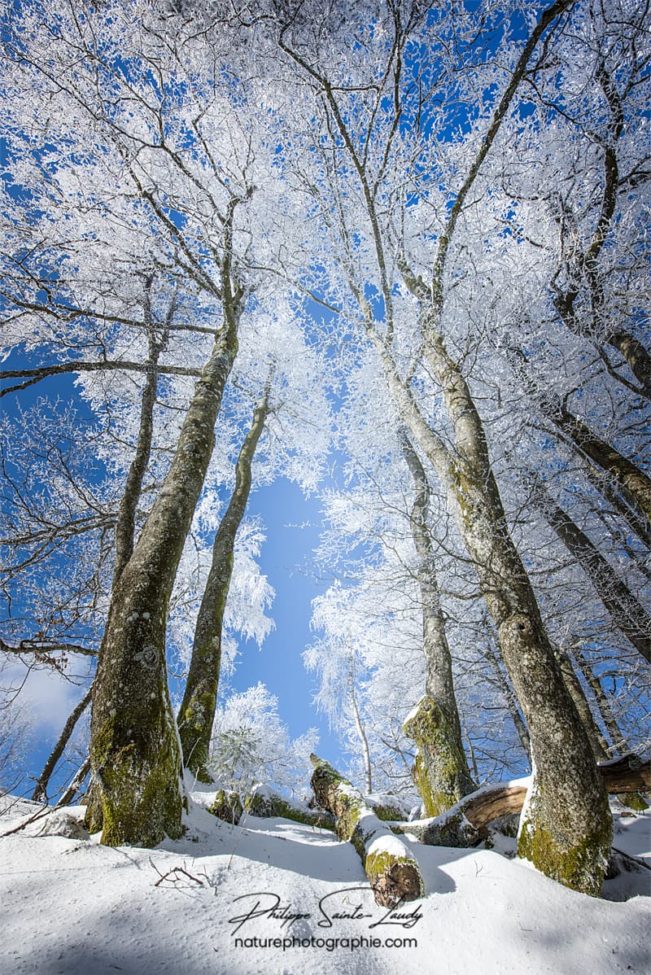Cimes des arbres enneigés