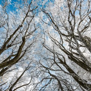 Like Scared Arbres agités