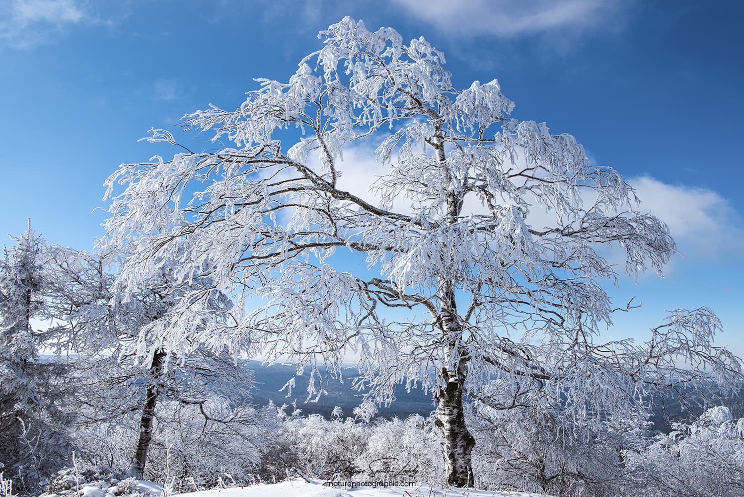 Un arbre seul recouvert de neige