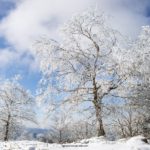 Arbres gelés au col du Donon