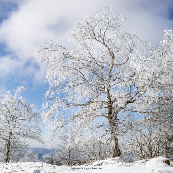 Magic Whiteness Arbres gelés au col du Donon