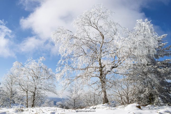 Arbres gelés au col du Donon