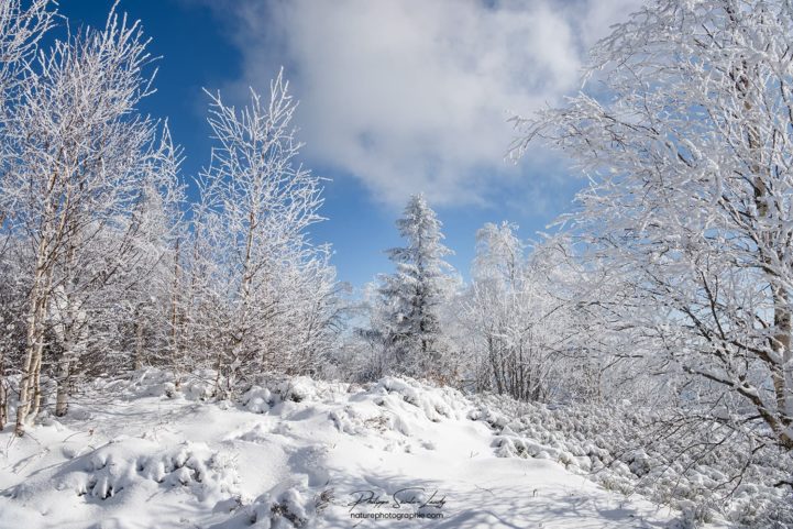 La neige dans les Vosges