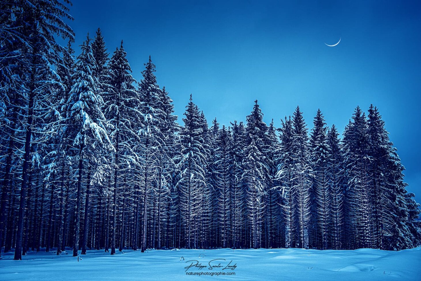 La nuit tombe sur une forêt de sapins