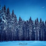 La nuit tombe sur une forêt de sapins