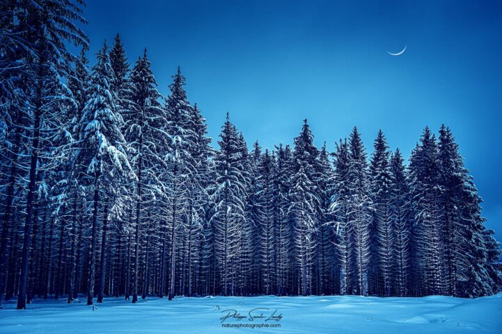 La nuit tombe sur une forêt de sapins