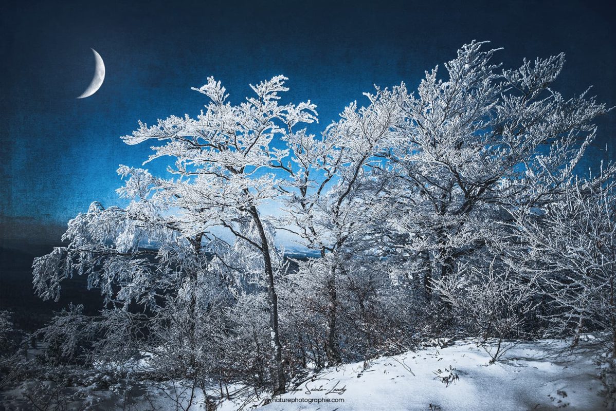 Arbres enneigés et lune en hiver